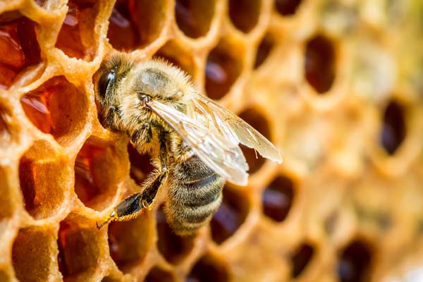Tracing honey fraud